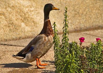 Enjoying the flowers