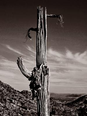 Ex saguaro