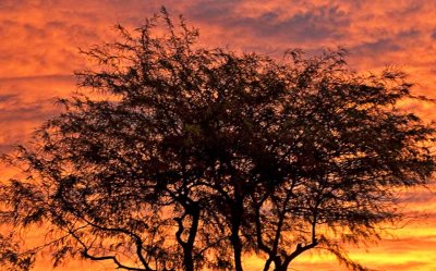 Morning tree