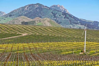 Edna Valley Vineyards
