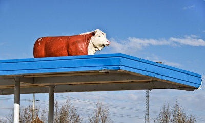 Winslow cow