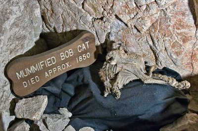 Mummified bobcat