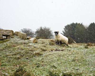 Dec 19: Sheep