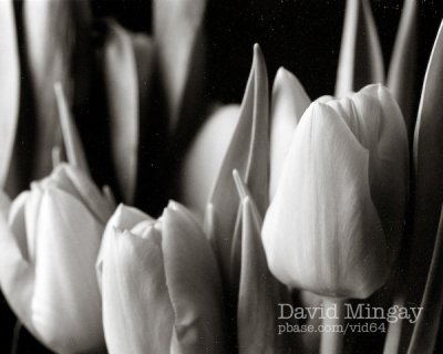 Feb 15: Tulips