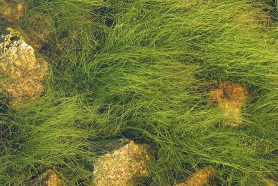 Nov 21: Underwater grass