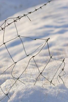 Nov 26: Wire & snow