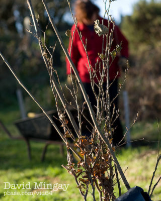 Nov 23: Tree planting