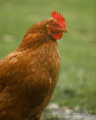 Mar 15: Damp chicken