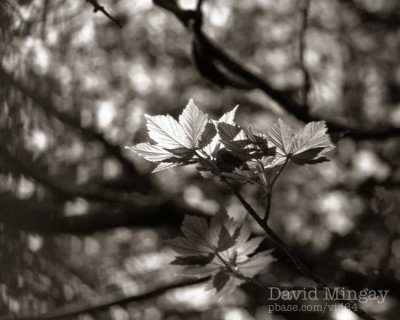 May 6: Backlit leaf