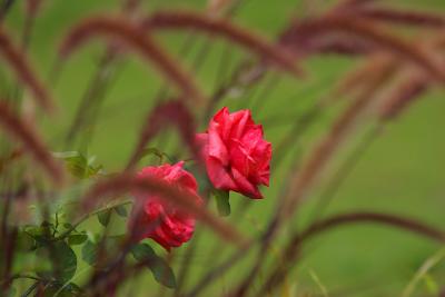 IMG_1888.JPG