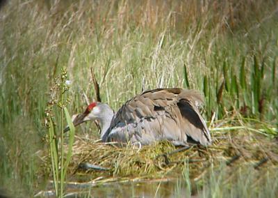 sandhill_cranes_nesting