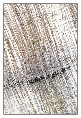 03.12.09 - Reed