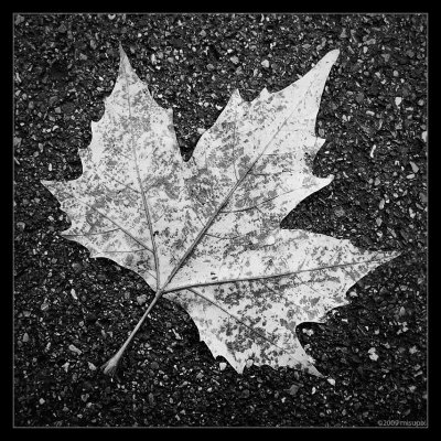 04.12.09 - Leaf