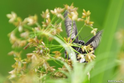 versteckt