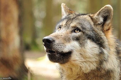 Wolf mit Dackelblick