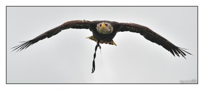 065 -Eagle