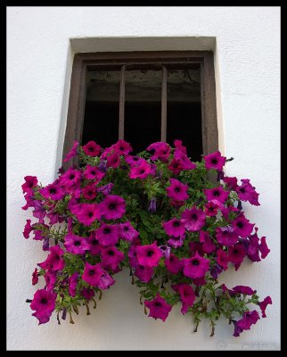 Blumenfenster