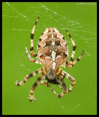 Araneus diadematus mit Beute 1