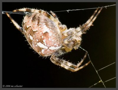 Araneus diadematus - Seite