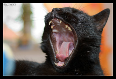 26.2 Yawn
