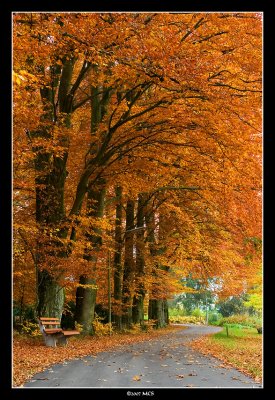 Trees on Fire