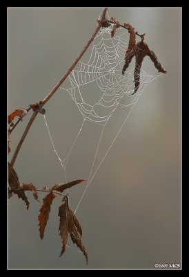 Web 2.0