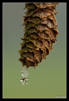 First Victim of Winter