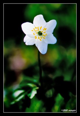 Flower 3
