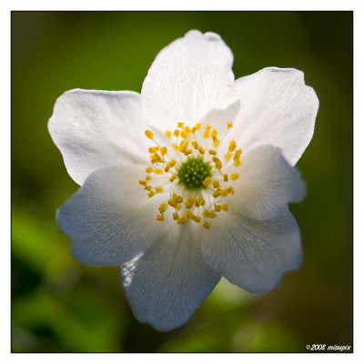 Flower 4
