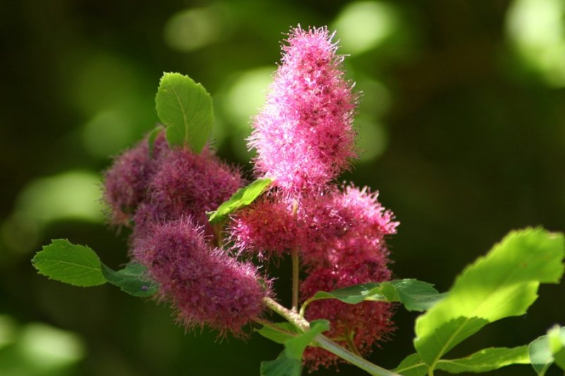 Fluffy pinks