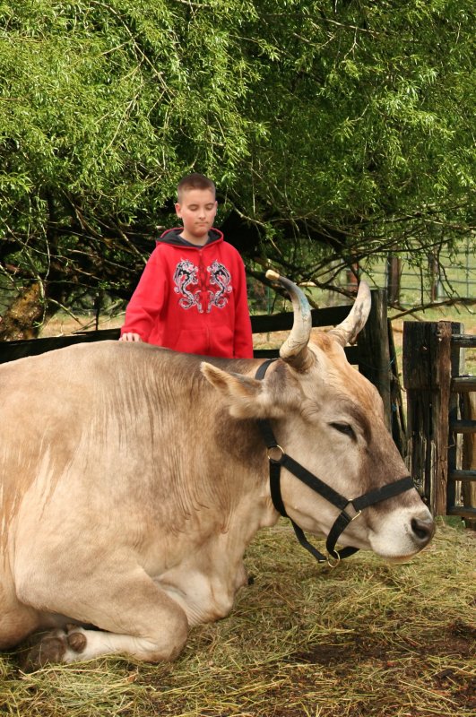 David with an ox