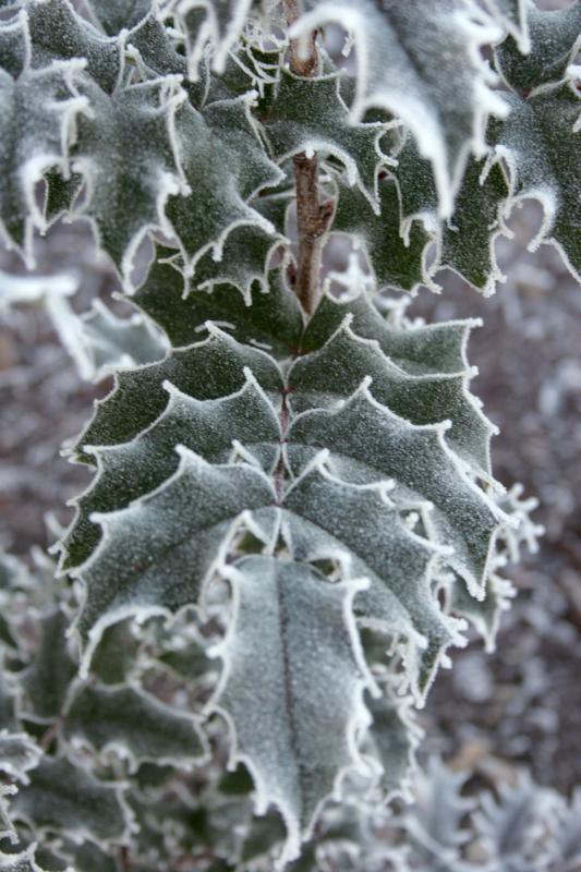 Frosted holly.jpg