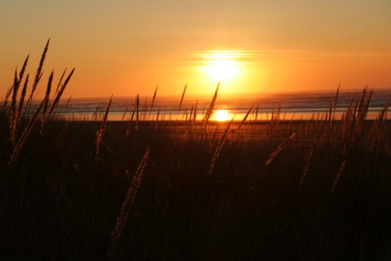 Sunset over dune grass