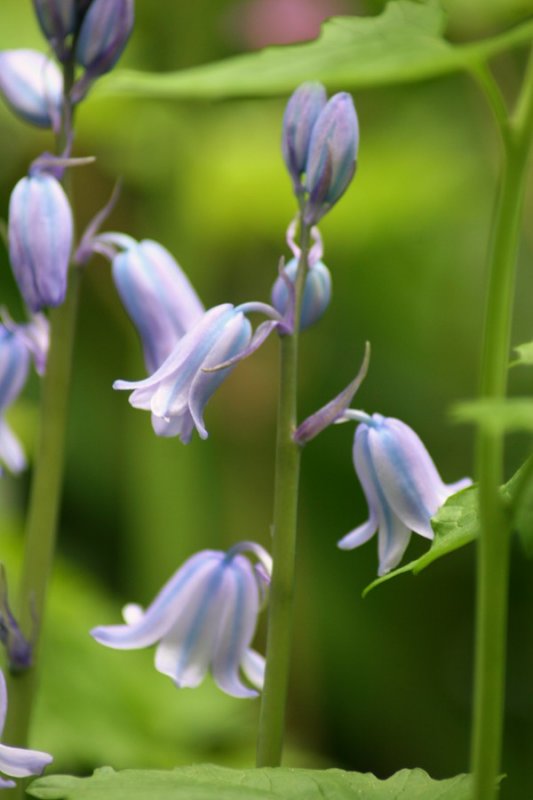 Blue Bells