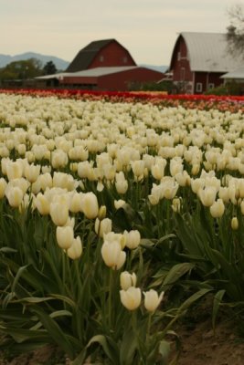 Tulip Visit 2009 019-.jpg