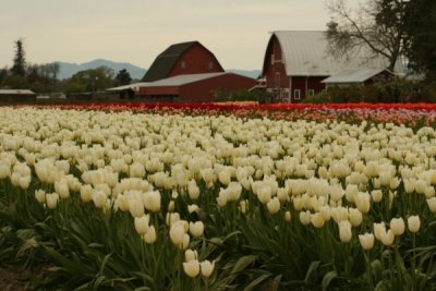 Tulip Visit 2009 020-.jpg