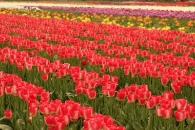 Tulip Visit 2009 021-.jpg