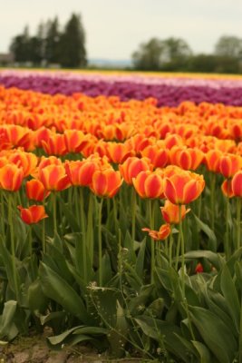 Tulip Visit 2009 023-.jpg