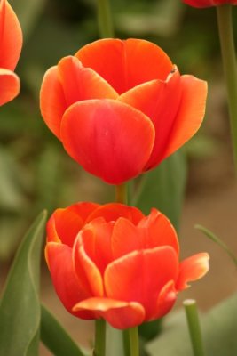 Tulip Visit 2009 040-.jpg