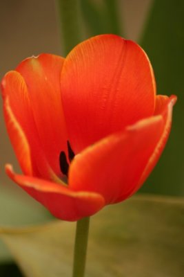 Tulip Visit 2009 041-.jpg