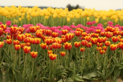 Tulip Visit 2009 046-.jpg