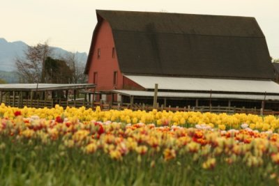 Tulip Visit 2009 056-.jpg