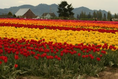 Tulip Visit 2009 063-.jpg