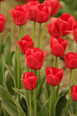 Tulip Visit 2009 064-.jpg