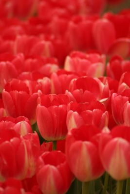 Tulip Visit 2009 073-.jpg