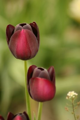 Tulip Visit 2009 074-.jpg
