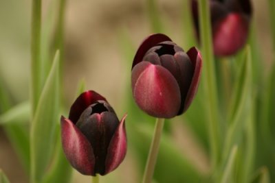 Tulip Visit 2009 075-.jpg