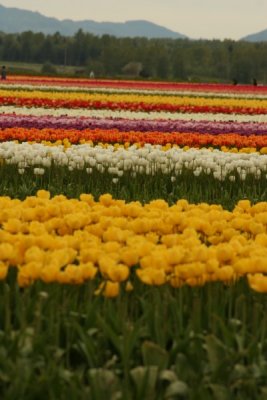 Tulip Visit 2009 083-.jpg