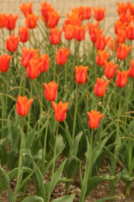 Tulip Visit 2009 092-.jpg