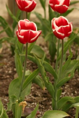 Tulip Visit 2009 096-.jpg